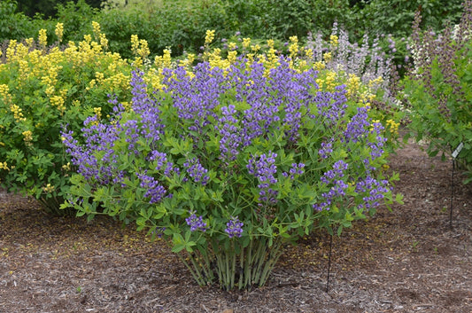 Baptisia ‘Blueberry Sundae’ 🫐💙🌿