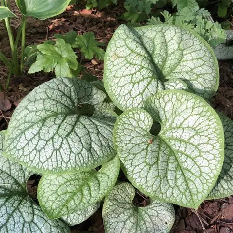 Brunnera ‘Jack of Diamonds’ 💎🌿✨