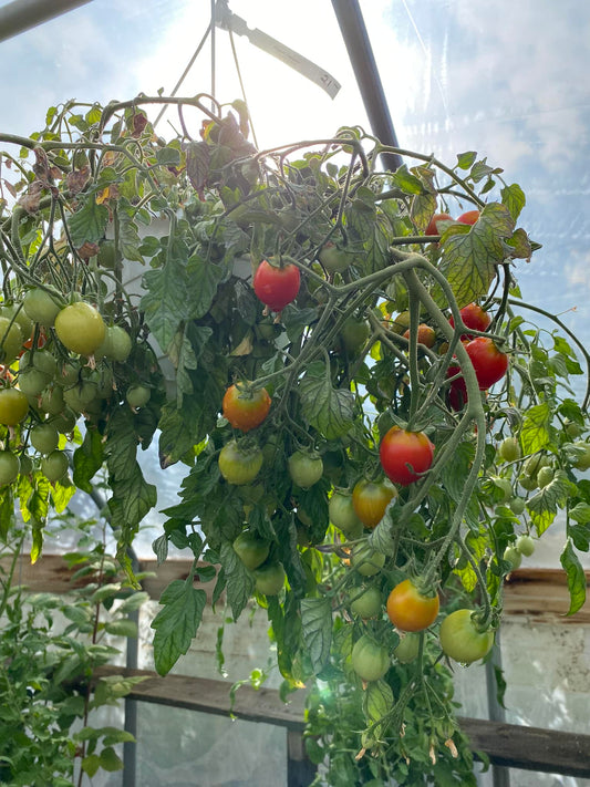 Tomato ‘Topsy Tom’ 🍅✨🌿