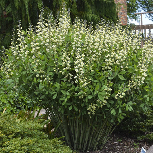 Baptisia ‘Vanilla Cream’ 🍦🤍🌿