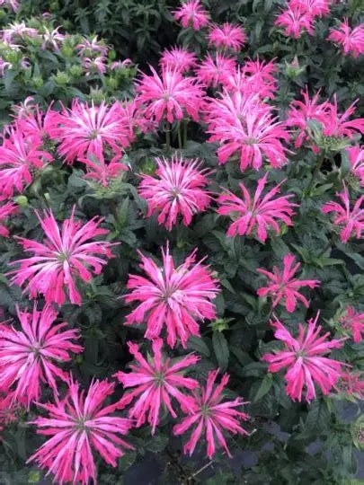 Monarda Sugar Buzz® ‘Electric Neon Pink’ ⚡🌸🐝