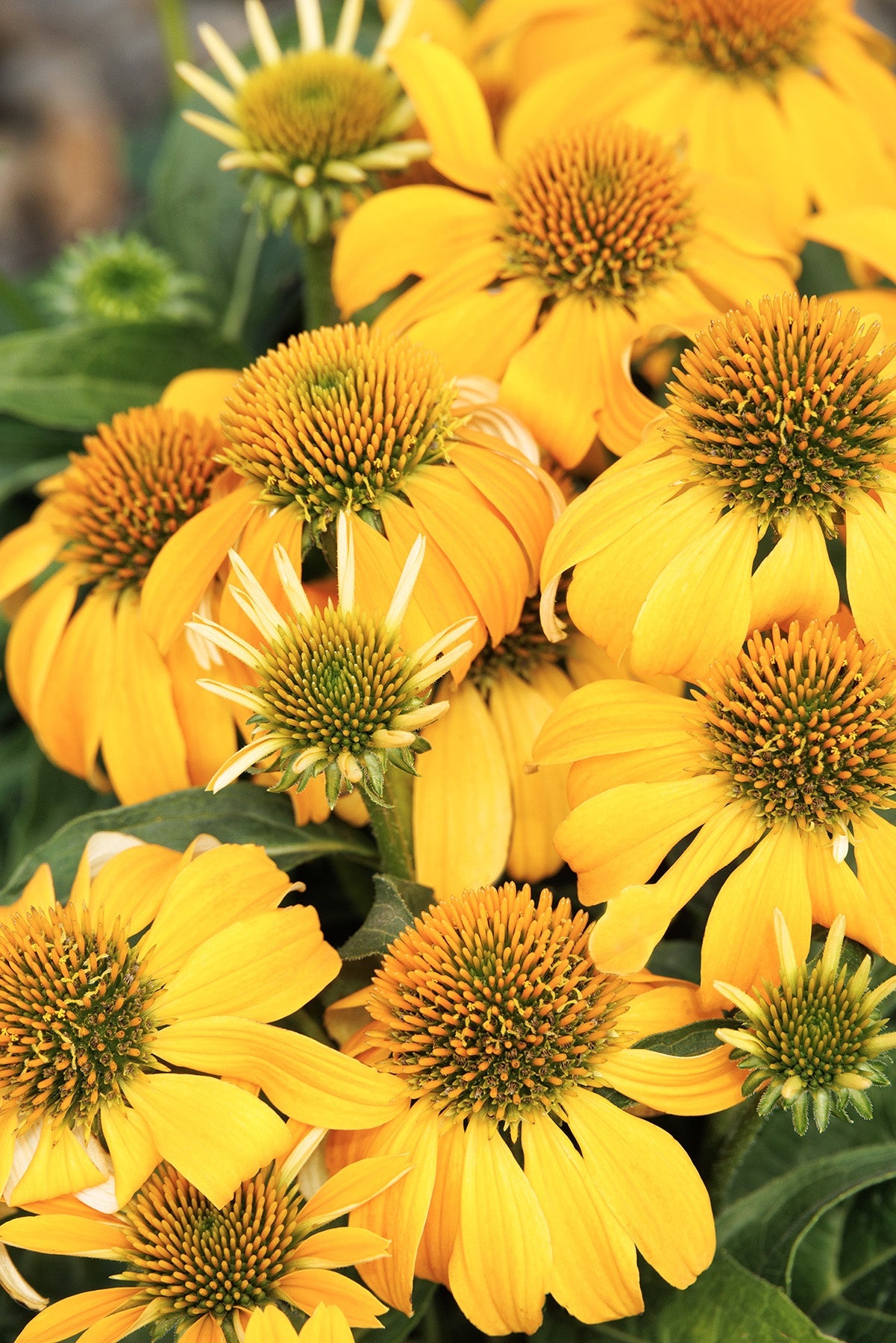 Echinacea ‘Guatemala Gold’ 💛🌸🦋