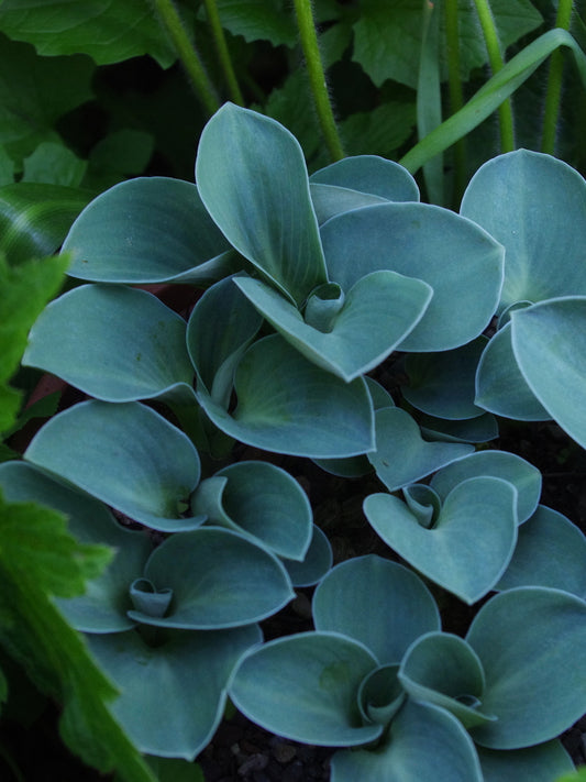 Hosta ‘Blue Mouse Ears’ 🐭💙🌿
