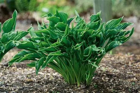 Hosta ‘Praying Hands’ 🙏💚🌿