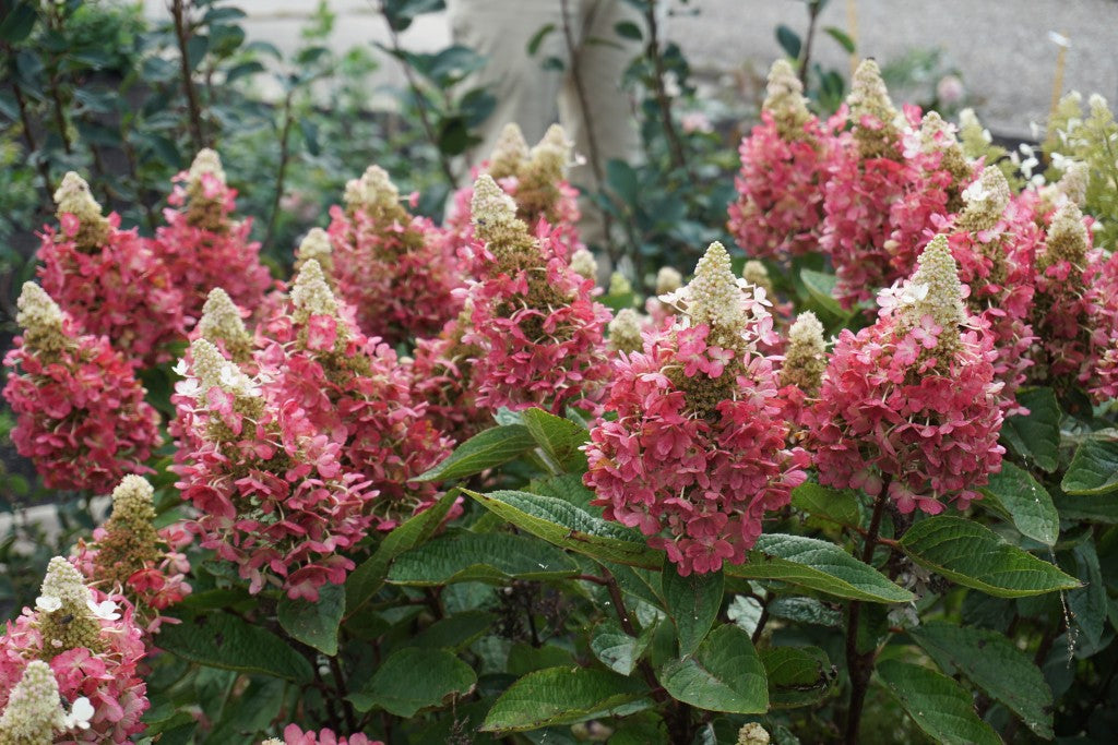 HYDRANGEA P 'FLARE' G2 BE