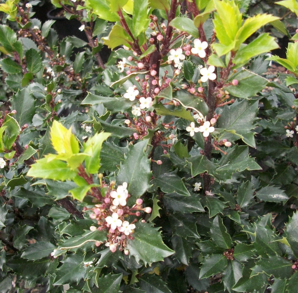 Blue Prince™ Meserve Holly (Ilex x meserveae 'Blue Prince') - 3 gallon 15"