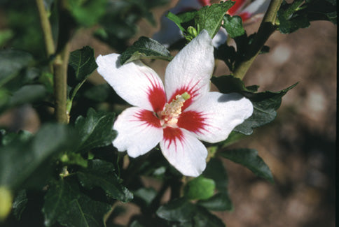 Proven Winners® Color Choice® Lil’ Kim® Rose Of Sharon (Hibiscus syriacus ‘Antong Two’) - 2 gallon