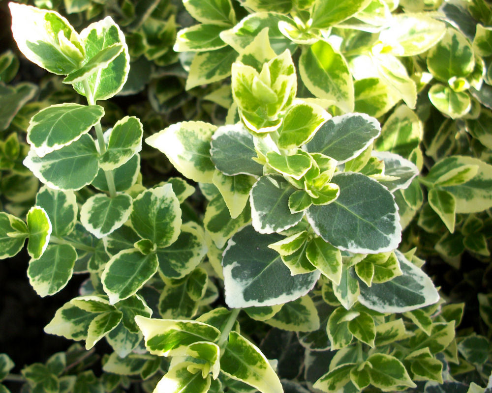 Emerald Gaiety™ Euonymus (Euonymus fortunei 'Emerald Gaiety') - 2 gallon 10"