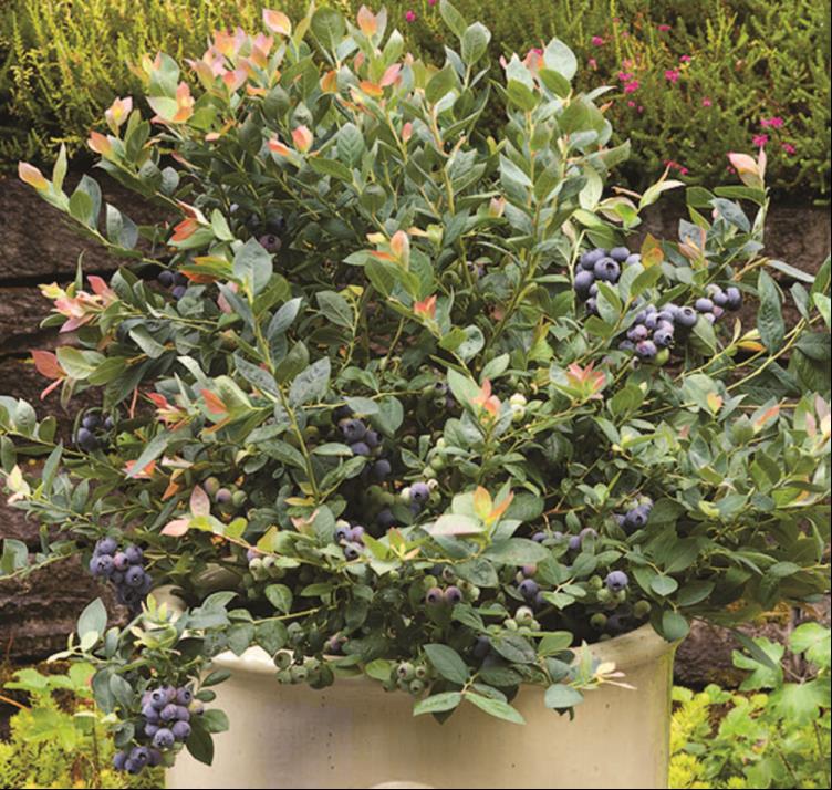 Pink Icing® Blueberry (Vaccinium 'Pink Icing') - 1 gallon