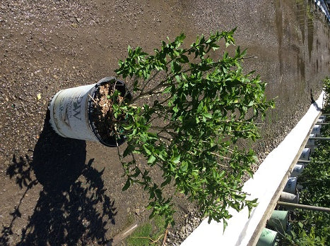 Proven Winners® Color Choice® Lil’ Kim® Violet Rose of Sharon (Hibiscus syriacus ‘SHIMRV24’) - 2 gallon