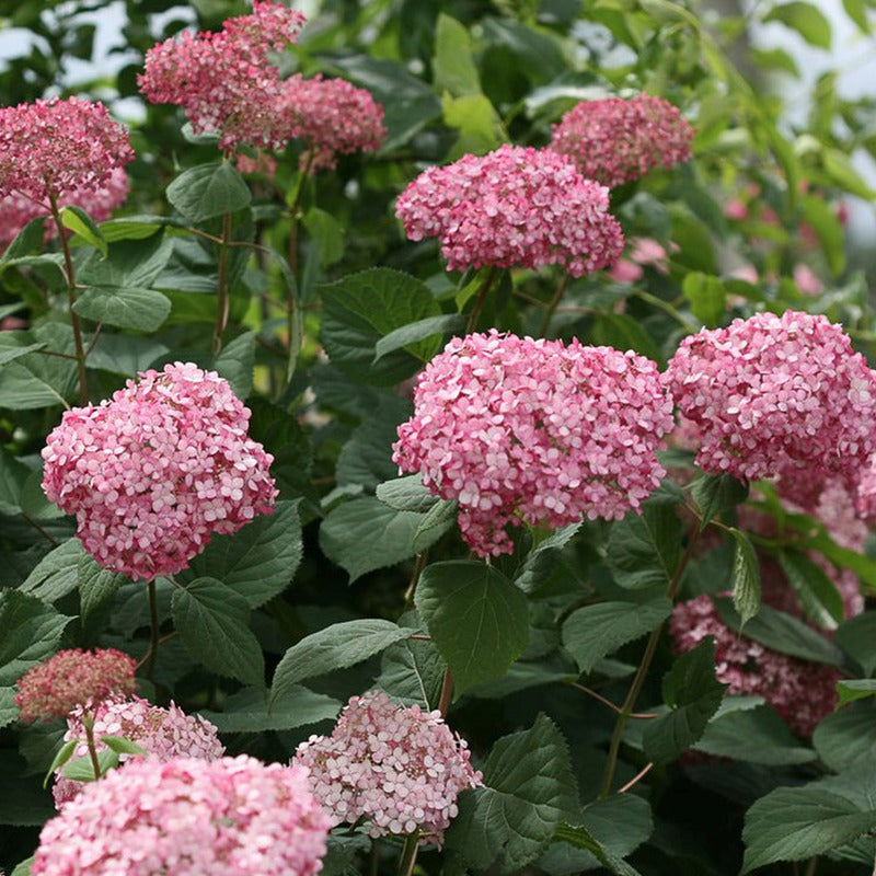 Invincibelle® Ruby Smooth hydrangea (Hydrangea arborescens 'Invincble Ruby') - 3 gallon