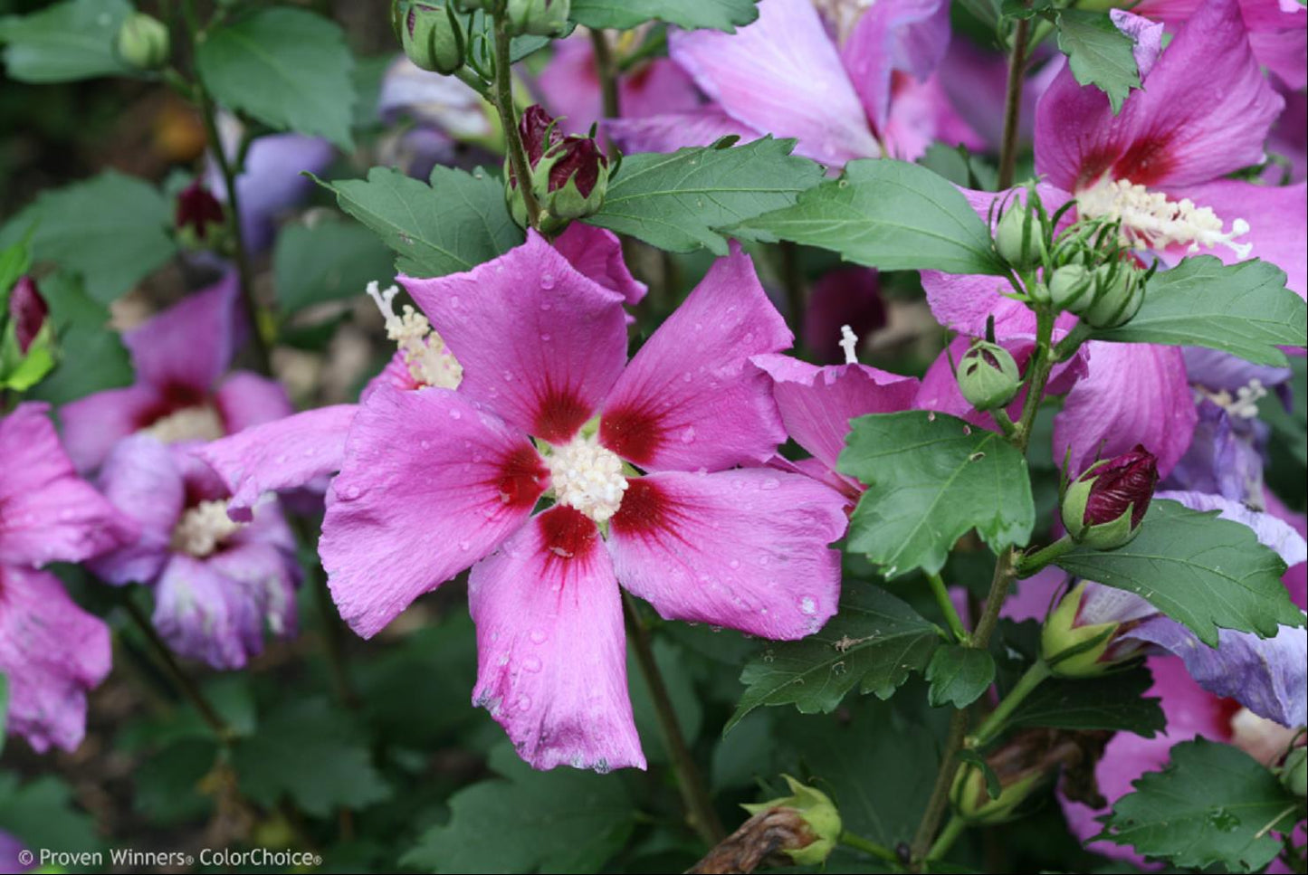 Purple Satin Rose of Sharon (Hibiscus syriacus 'Purple Satin') - 3 gallon 18"
