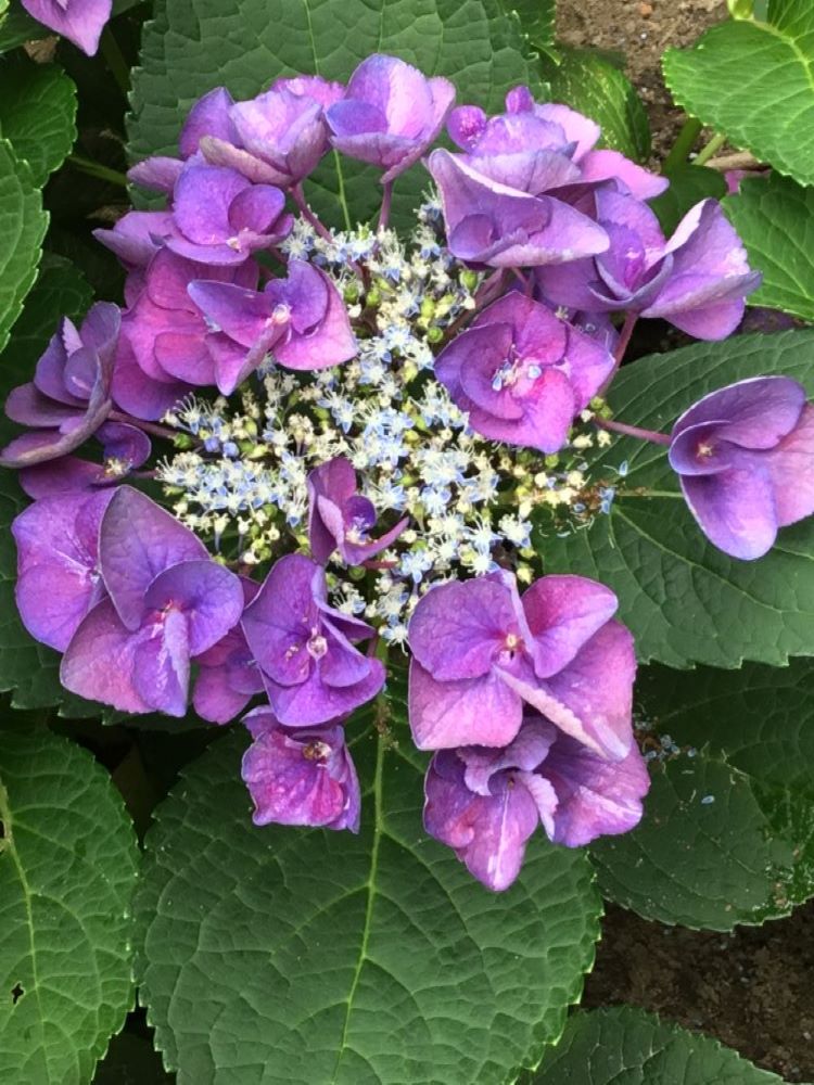 Grape Explosion Hydrangea (Hydrangea macrophylla 'Grape Explosion') - 3 gallon