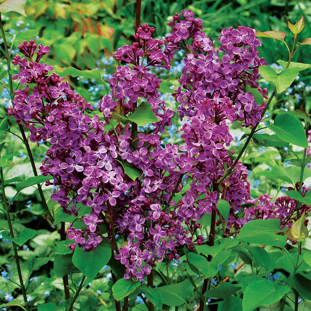 Pocahontas Lilac (Syringa x hyacin. 'Pocahontas') - 3 gallon 24"