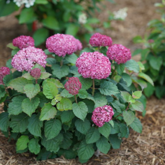 Invincibelle Mini Mauvette® Smooth hydrangea (Hydrangea arborescens 'Invincble Mini Mauvette') - 1 gallon
