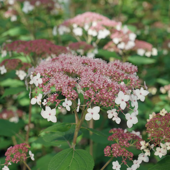 Hydrangea Pinky Pollen Ring™ (Hydrangea arborescens 'Pinky Pollen Ring') - 3 gallon