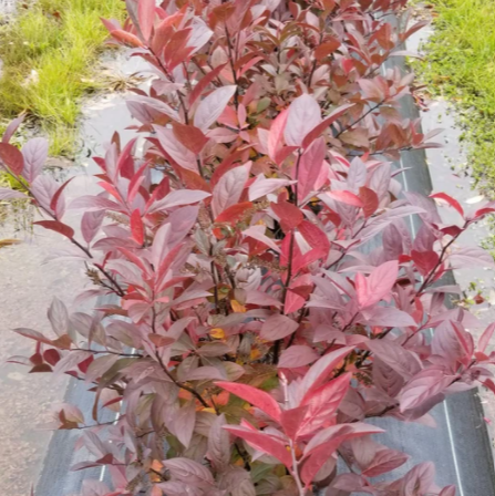 Itea Fountains of Rouge™ Virginia Sweetspire (Itea fountains 'Of Rouge') - 3 gallon