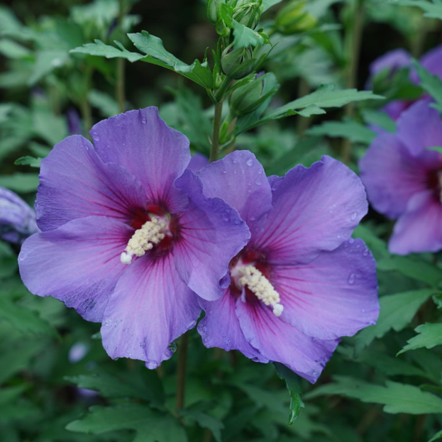 Paraplu Violet® Rose of Sharon (Hibiscus paraplu 'Violet') - 3 gallon 18"