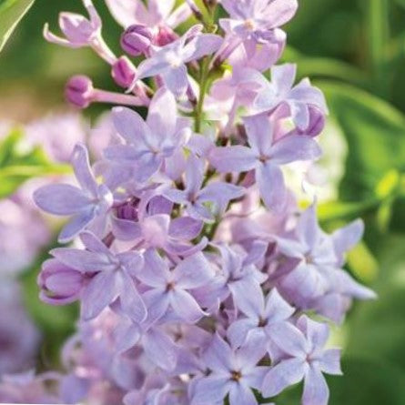 Lilac New Age Lavender (Syringa 'New Age Lavender') - 3 gallon