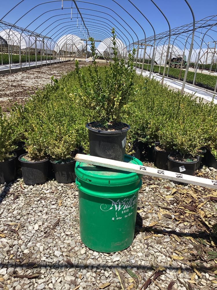 Gold Gem Variegated Boxwood (Buxus 'Gold Gem') - 1 gallon 8"