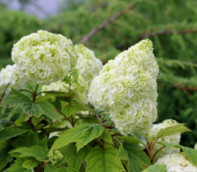 Gatsby Moon® Oakleaf hydrangea (Hydrangea quercifolia 'Gatsby Moon') - 3 gallon