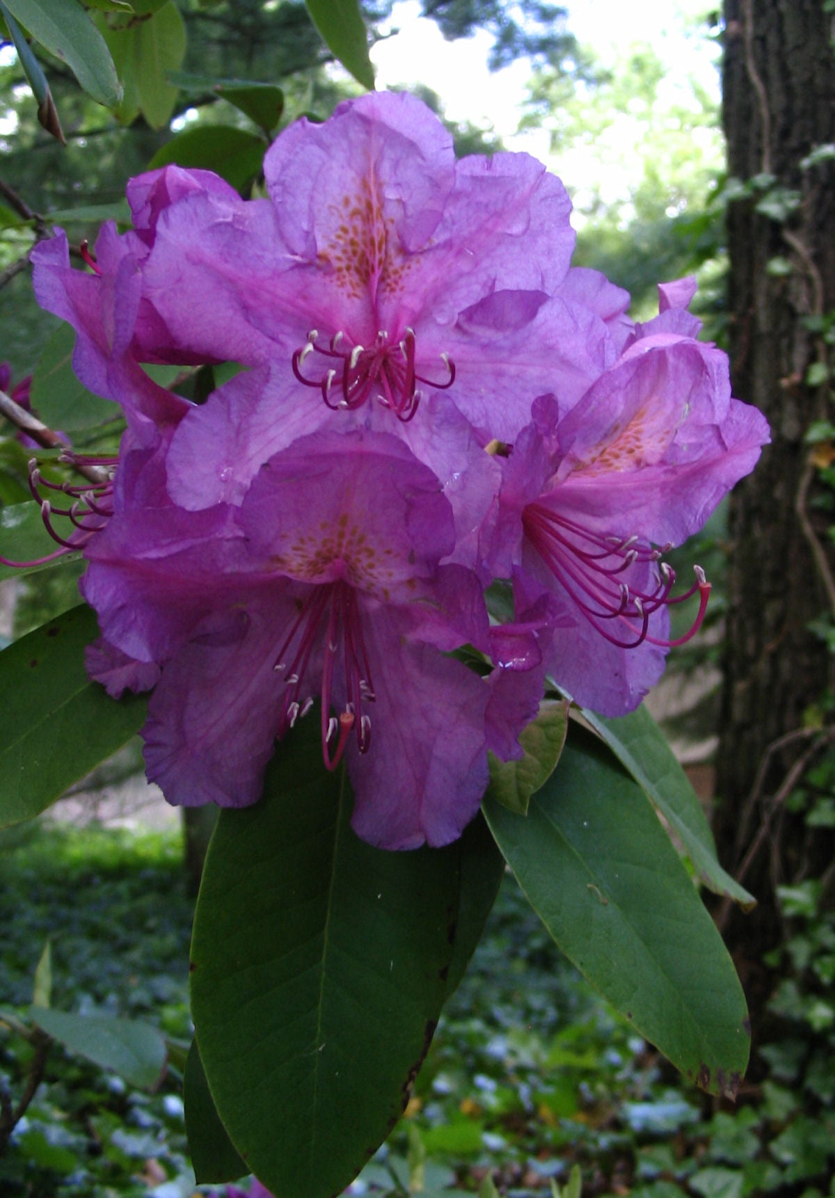 Lee's Dark Purple Rhododendron (Rhododendron lees 'Lee's Dark Purple') - 3 gallon 15"