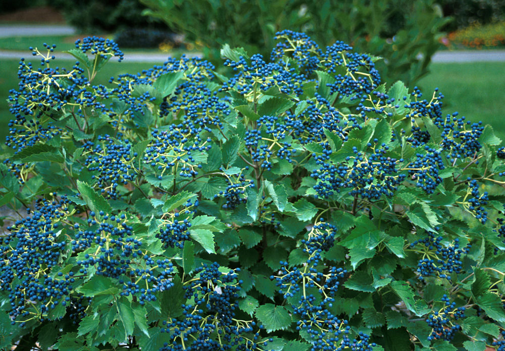 Blue Muffin® Arrowwood Viburnum
(Viburnum dentatum 'Christom') - 3 gallon 24"