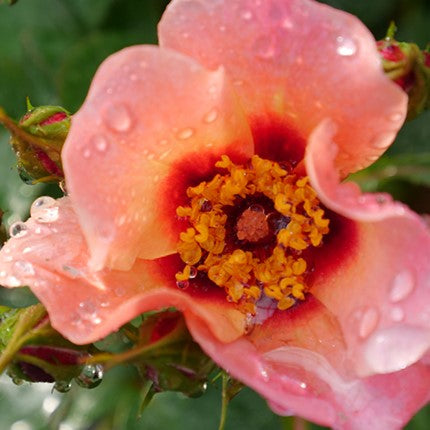 Ringo All-Star™ Rose (Rosa ringo 'All Star') - 2 gallon
