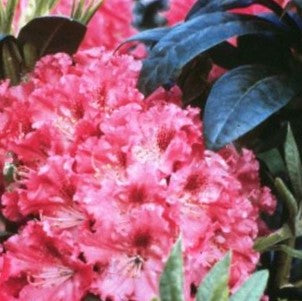 Holden’s™ Fuchsia Rhododendron (Rhododendron 'Holdens Fuchsia') - 3 gallon 15"