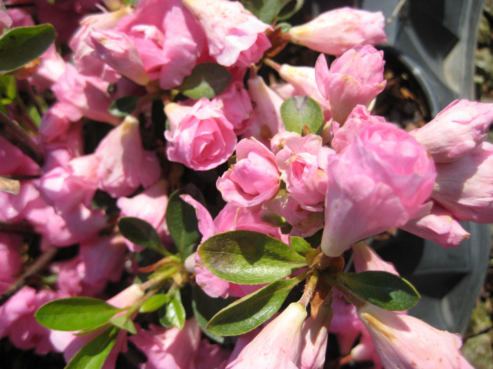 Rosebud Azalea (Azalea x 'Rosebud') - 3 gallon 12"