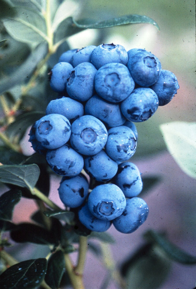 Duke Highbush Blueberry (Vaccinium corymbosum 'Duke') - 2.5 gallon