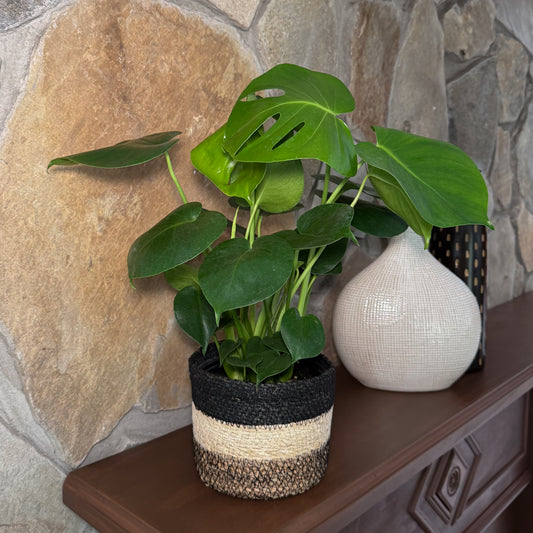 Monstera Deliciosa - 6 Inch Indoor Houseplant