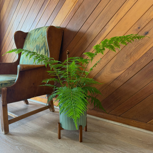 Australian Tree Fern (Cyathea Cooperi) - 8 Inch Indoor Houseplant