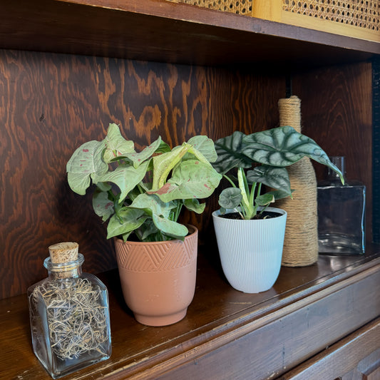 Mystery Foliage 2 Pack - 4 Inch Indoor Houseplants