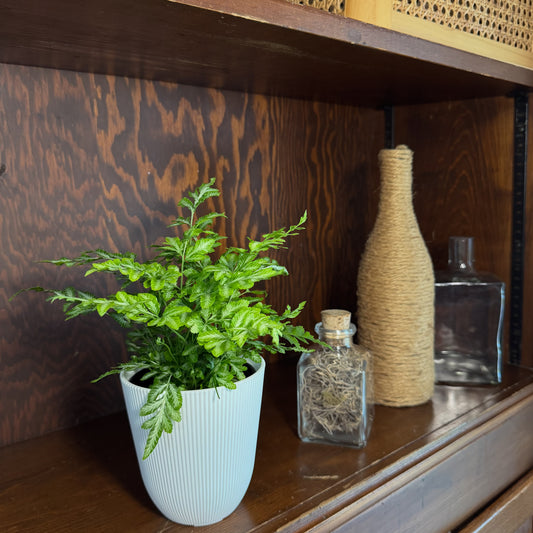 Silver Lace Fern (Pteris Ensiformis 'Evergemiensis') - 4 Inch Indoor Houseplant
