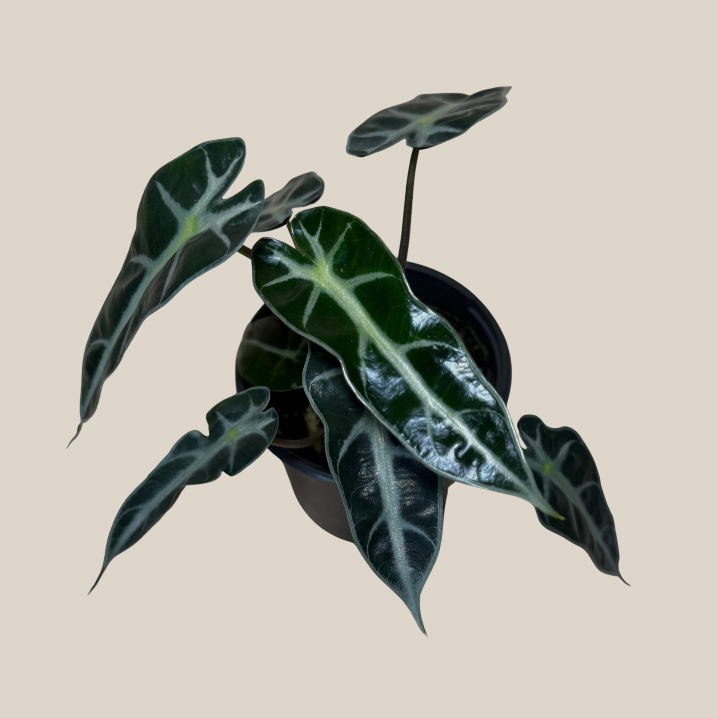 Alocasia Bambino (Alocasia Amazonica 'Bambino') - 4 Inch Indoor Houseplant