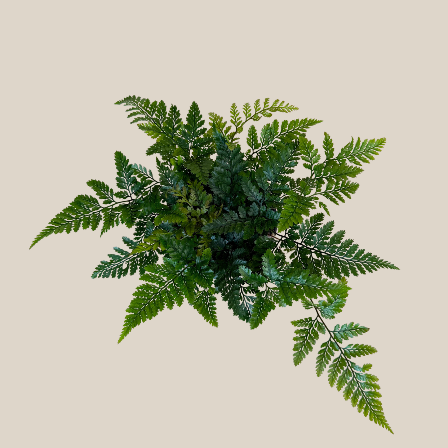 Rabbits Foot Footed Fern (Davallia Fejeensis) - 4 Inch Indoor Houseplant