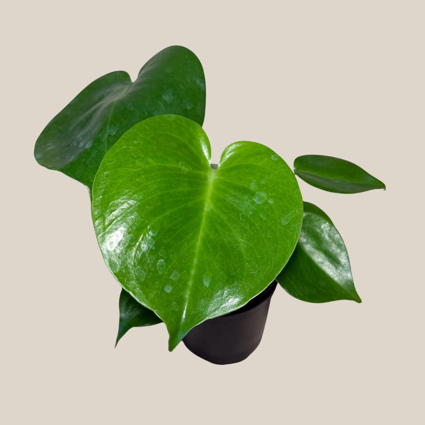 Monstera Deliciosa - 4 Inch Indoor Houseplant