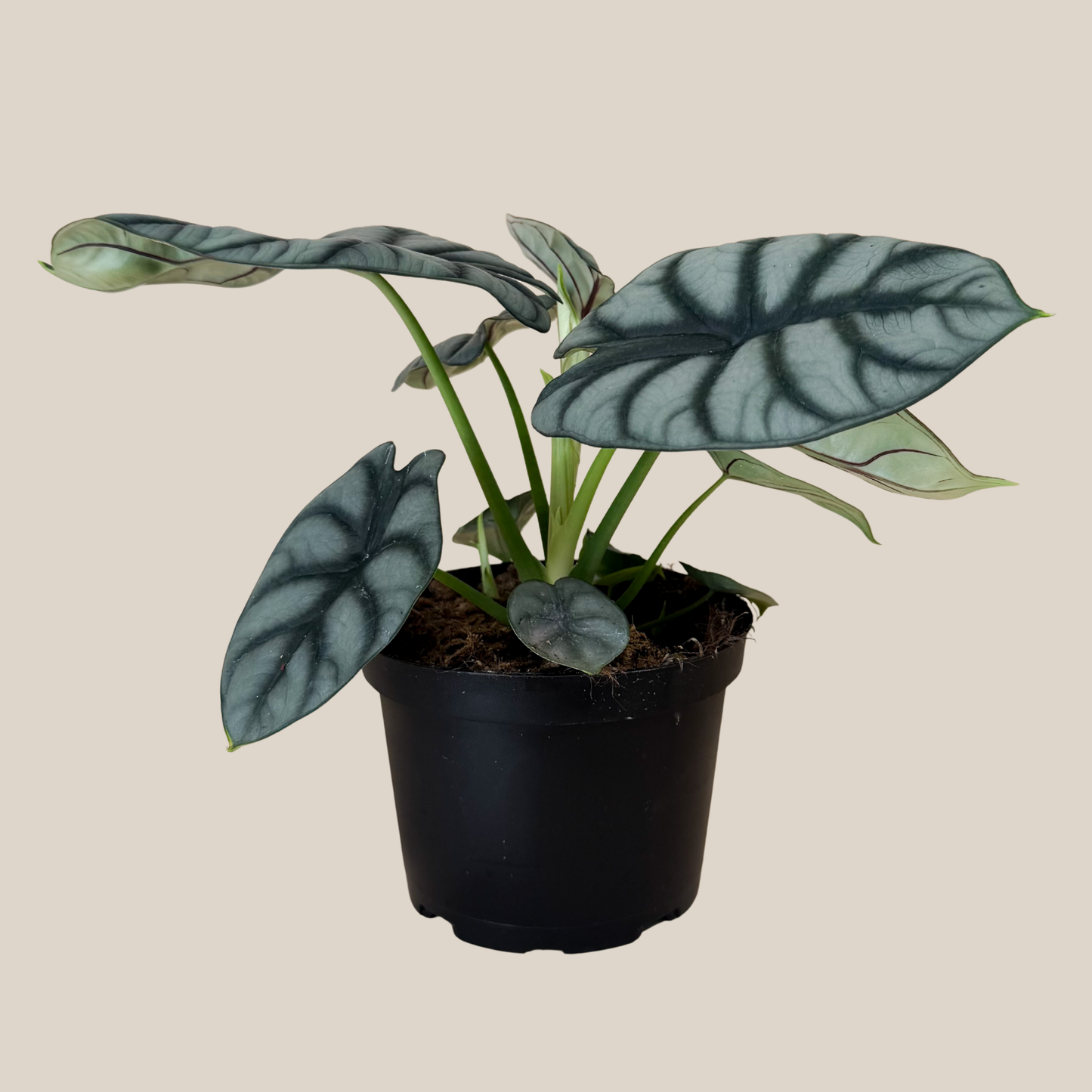 Alocasia Silver Dragon (Alocasia Baginda 'Silver Dragon') - 6 Inch Indoor Houseplant