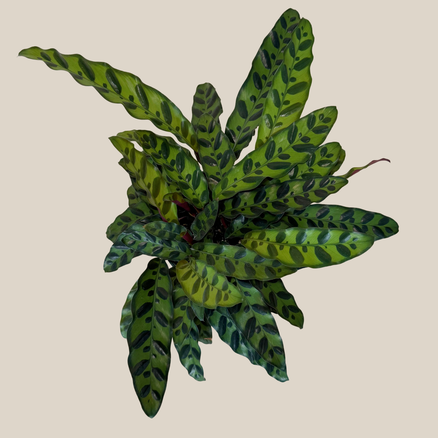 Calathea Rattlesnake (Calathea Lancifolia Goeppertia Insignis) - 6 Inch Indoor Houseplant