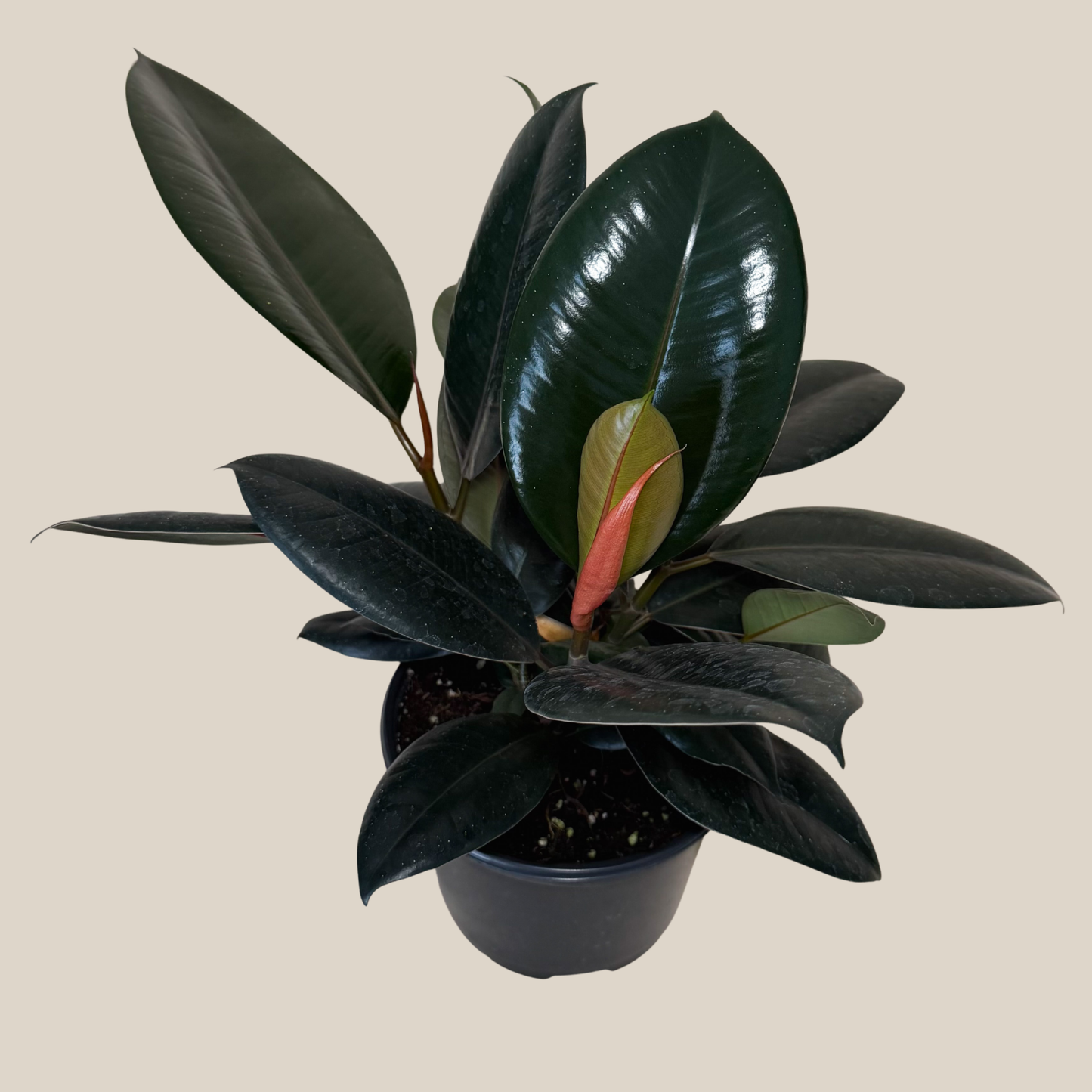 Burgundy Rubber Plant (Ficus Elastica 'Burgundy') - 6 Inch Indoor Houseplant