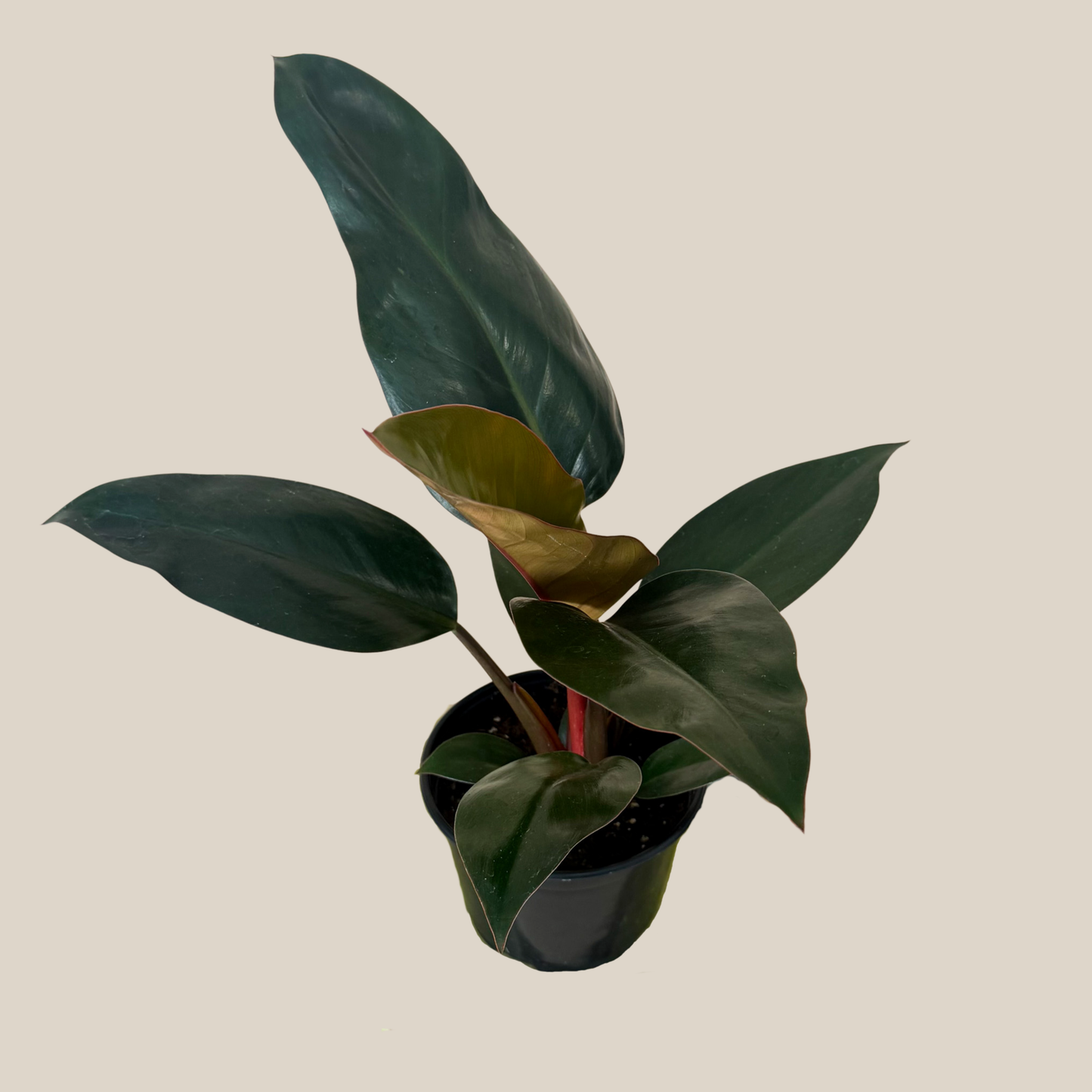 Philodendron Rojo Congo (Philodendron Tatei 'Congo Rojo) - 6 Inch Indoor Houseplant