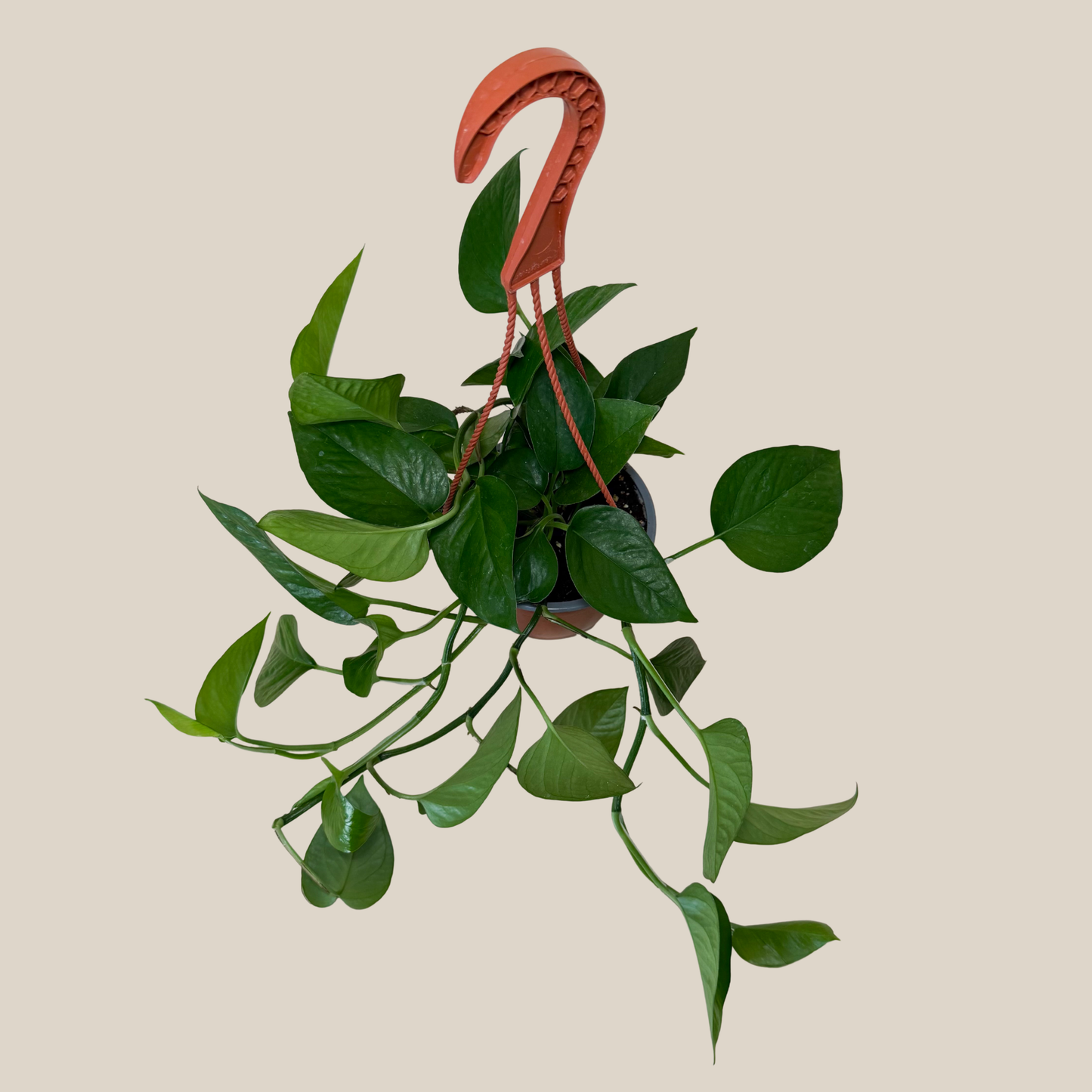 Pothos Jade Hanging Basket (Epipremnum Aureum 'Jade') - 6 Inch Indoor Houseplant