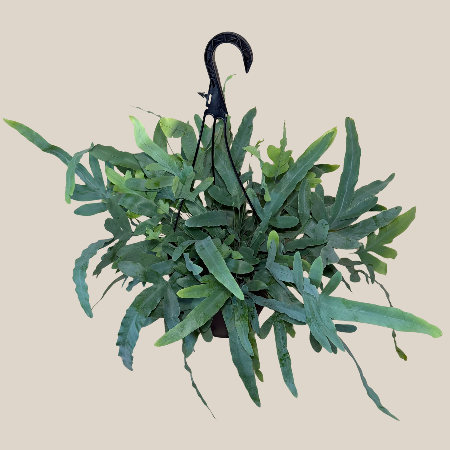Blue Star Footed Fern Hanging Basket (Phlebodium Aureum) - 8 Inch Indoor Houseplant