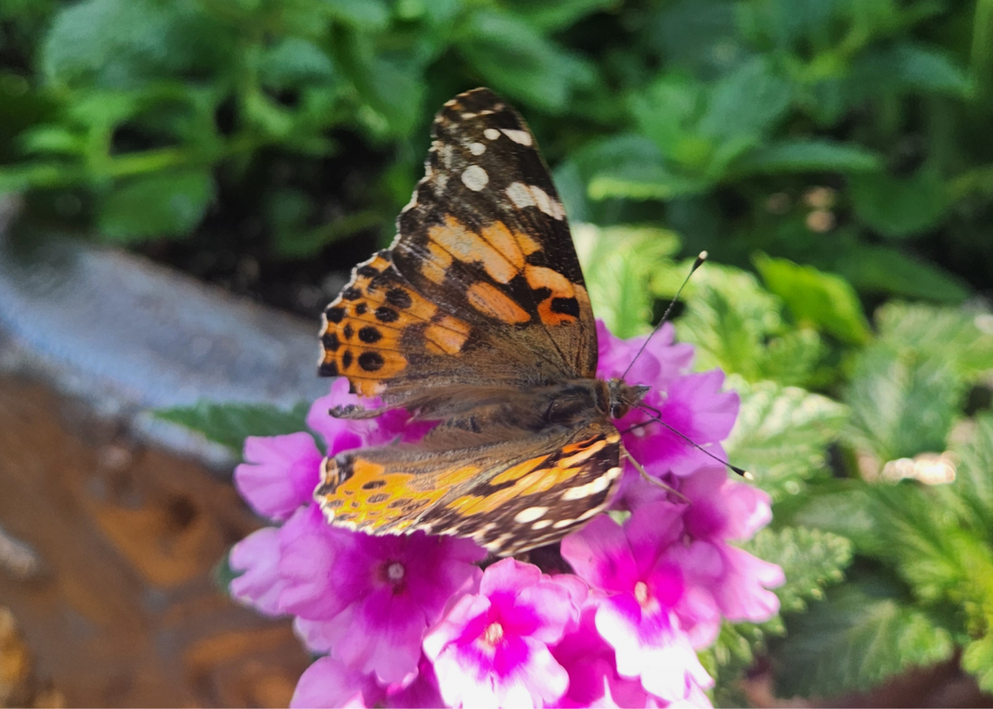 Butterfly Release Ticket π¦πΈποΈ