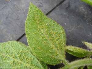 soybean_aphids_stephenson