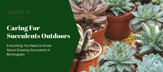 outdoor succulents