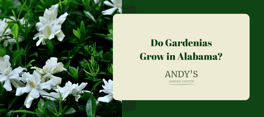 Growing Gardenias in Alabama