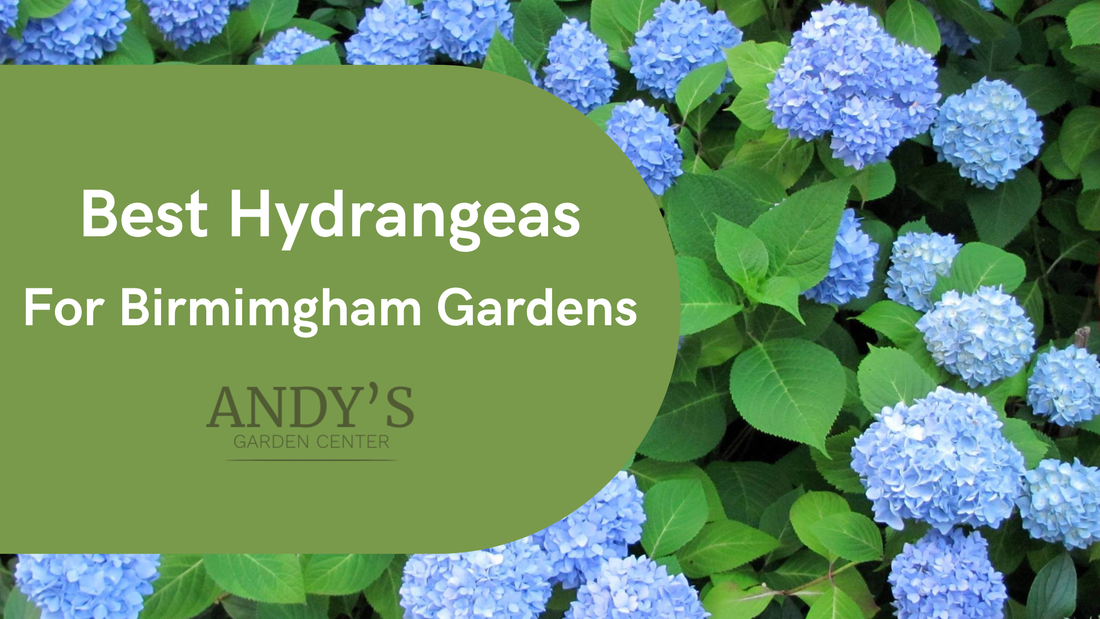 Best Hydrangeas for Birmingham Gardens