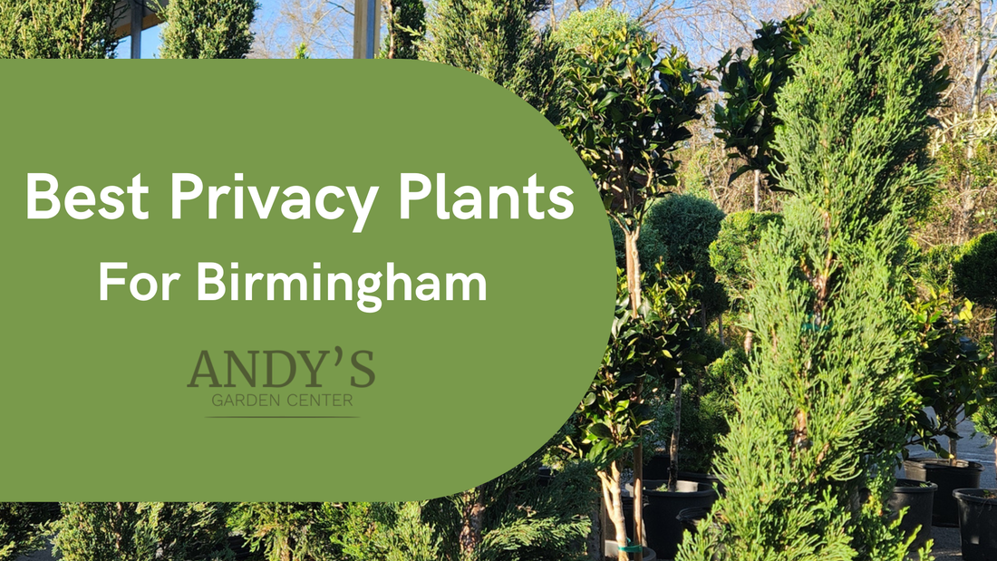 Best Privacy Plants for Birmingham, Alabama